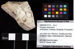 Foto (Objket + Etiketten) von Prosopon verrucosum 